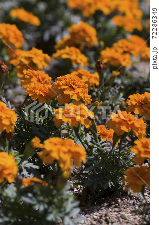 オレンジ色のフレンチマリーゴールドの花が咲いています の写真素材