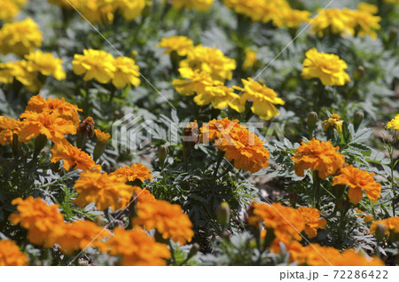 黄色とオレンジ色のマリーゴールドの花が咲いています の写真素材