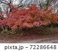 季節を感じさせる紅葉 季節を感じさせる紅葉 72286648