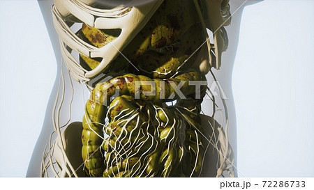 detailed human digestive system anatomy detailed human digestive system anatomy 72286733