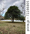立派な木 立派な木 72286805