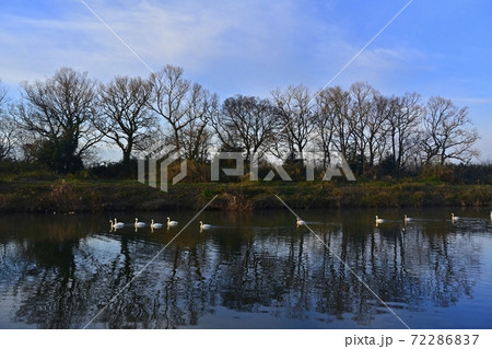 埼玉県川島町白鳥飛来地の越辺川を行進する白鳥 72286837