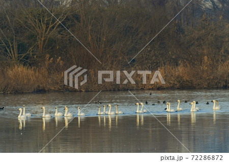 埼玉県川島町白鳥飛来地の越辺川を行進する白鳥 埼玉県川島町白鳥飛来地の越辺川を行進する白鳥 72286872