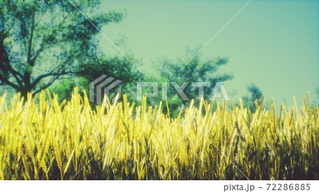 Scene of sunset or sunrise on the field with young rye or wheat in the summer Scene of sunset or sunrise on the field with young rye or wheat in the summer 72286885