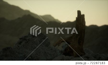 Dead pine tree at granite rock at sunset Dead pine tree at granite rock at sunset 72287183