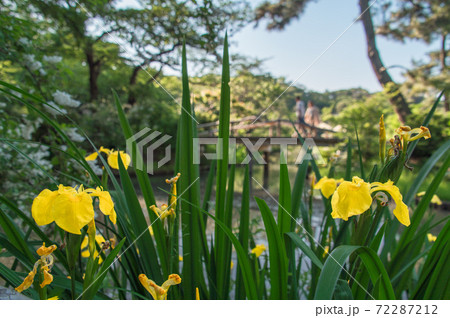 日本庭園の小川の辺に咲く黄菖蒲 (三渓園、横浜、神奈川県) 日本庭園の小川の辺に咲く黄菖蒲 (三渓園、横浜、神奈川県) 72287212