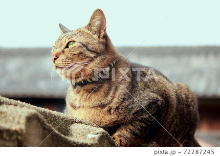 ブロック塀の上にキジトラ ブロック塀の上にキジトラ 72287245