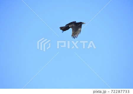 ハシブトガラス（嘴太鴉） 72287733