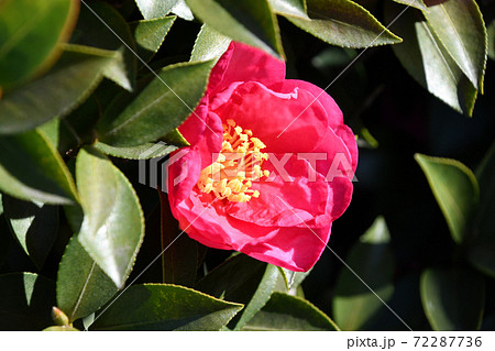 サザンカ(山茶花) サザンカ(山茶花) 72287736