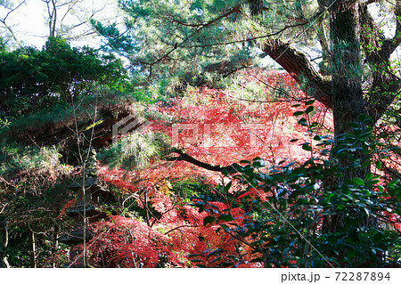 栗林公園の秋 栗林公園の秋 72287894