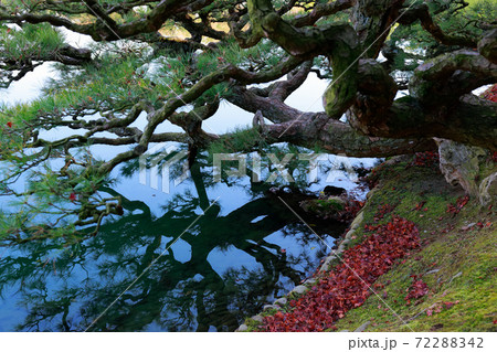 《香川県》栗林公園・大きな松 72288342