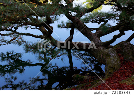 《香川県》栗林公園・大きな松 《香川県》栗林公園・大きな松 72288343