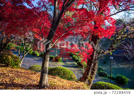 真っ赤に色付いた赤モミジと青モミジの紅葉が美しい菊池神社の秋模様 72288456