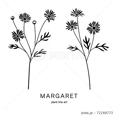 花のイラストセット マーガレットのシルエットのイラスト素材