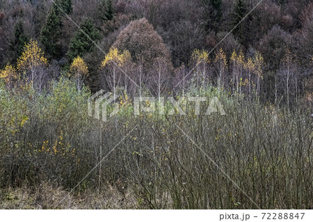 Deciduous forest, autumn scene, Little Fatra, Slovakia Deciduous forest, autumn scene, Little Fatra, Slovakia 72288847