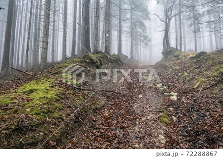 Autumn scene in misty forest, Little Fatra, Slovakia Autumn scene in misty forest, Little Fatra, Slovakia 72288867