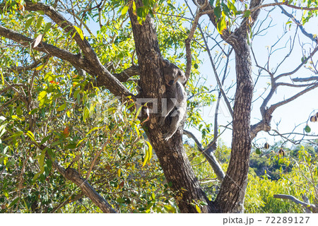 野生のコアラ 居眠り 野生のコアラ 居眠り 72289127