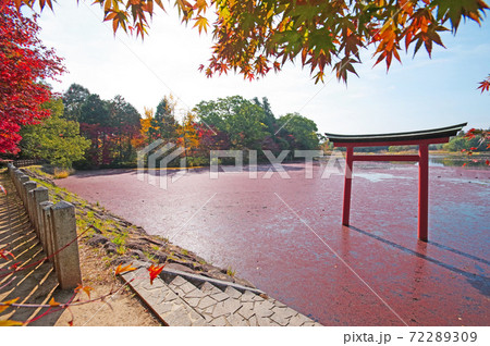 中津市薦神社の内宮御神体の三角池の赤い鳥居 72289309