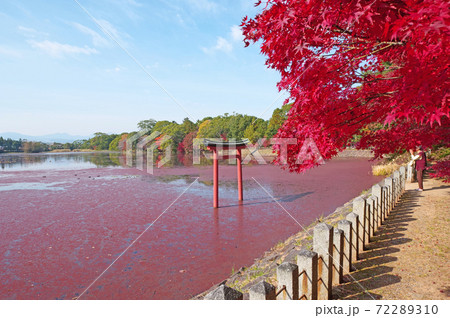中津市薦神社の内宮御神体の三角池の紅葉と赤い浮草 中津市薦神社の内宮御神体の三角池の紅葉と赤い浮草 72289310