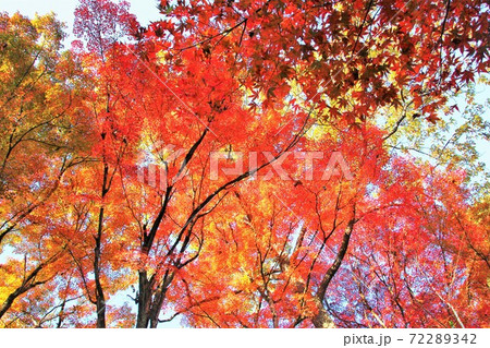 紅く染まる林 72289342