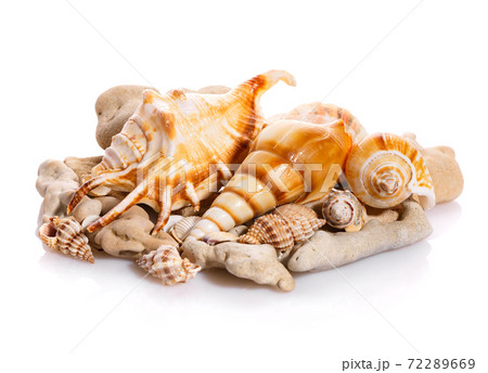 Some shells from the ocean isolated on white background. 72289669