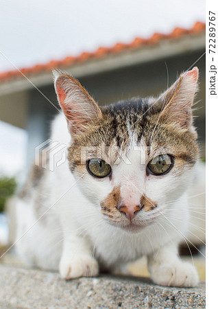 こちらをじっと見つめるキジトラ模様の可愛い猫の写真素材