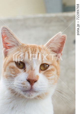 こちらをじっと見つめる可愛い茶トラ模様の猫の写真素材