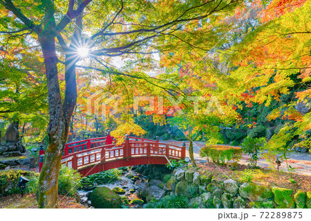 静岡県熱海市 早朝の熱海梅園の紅葉 もみじ祭り 静岡県熱海市 早朝の熱海梅園の紅葉 もみじ祭り 72289875