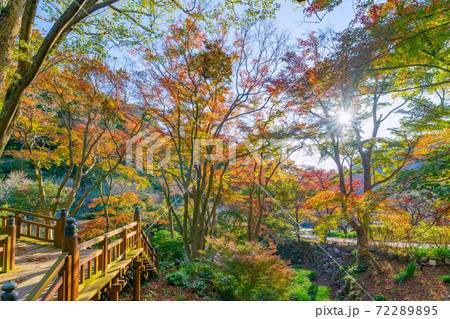 静岡県熱海市　早朝の熱海梅園の紅葉　もみじ祭り 72289895