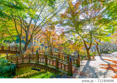 静岡県熱海市　早朝の熱海梅園の紅葉　もみじ祭り 72289896