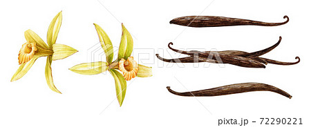 Vanilla orchid flower with beans watercolor set. Hand drawn realistic aroma spice herb with dry seed pods. Yellow orchid tropical plant collection. Vanilla flower botanical illustration element. Vanilla orchid flower with beans watercolor set. Hand drawn realistic aroma spice herb with dry seed pods. Yellow orchid tropical plant collection. Vanilla flower botanical illustration element. 72290221