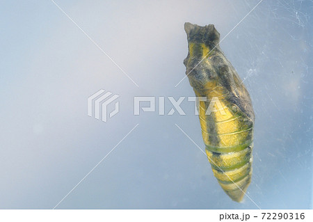 ナミアゲハ アゲハ の蛹 羽化直前 飼育 の写真素材