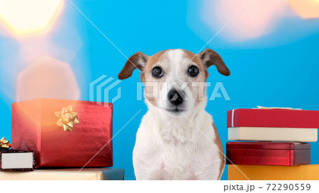 Dog with gifts at home 72290559