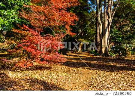 東京都渋谷区代々木にある公園の紅葉の景色 東京都渋谷区代々木にある公園の紅葉の景色 72290560