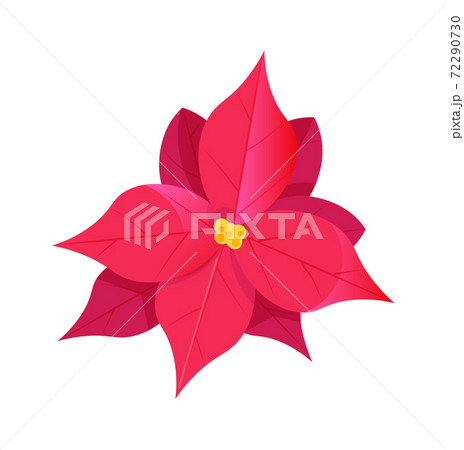 Pink poinsettia christmas flower isolated on white 72290730
