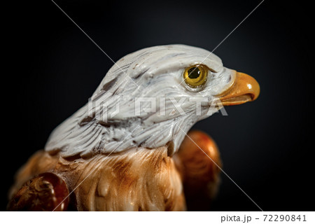 Closeup of a Bald Eagle on Black Background 72290841