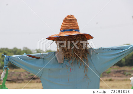 Scarecrow or Strawman setting on the field, set up to scare birds. Scarecrow or Strawman setting on the field, set up to scare birds. 72291818