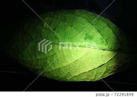 Closeup of portion of green netted veins leaf. Closeup of portion of green netted veins leaf. 72291849