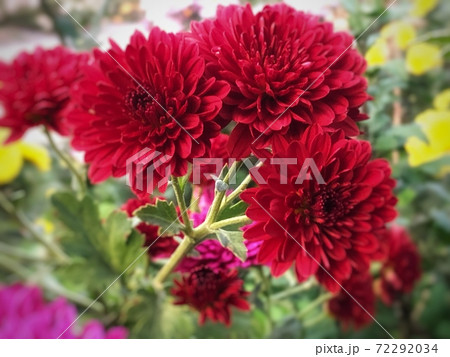 開花した三輪の赤いスプレー菊をクローズアップした秋の風景の写真素材