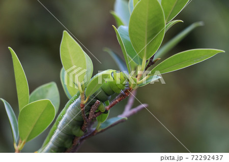 Oleander hawkmoth caterpillar Daphnis nerii, Sphingidae on the branch of tree Oleander hawkmoth caterpillar Daphnis nerii, Sphingidae on the branch of tree 72292437