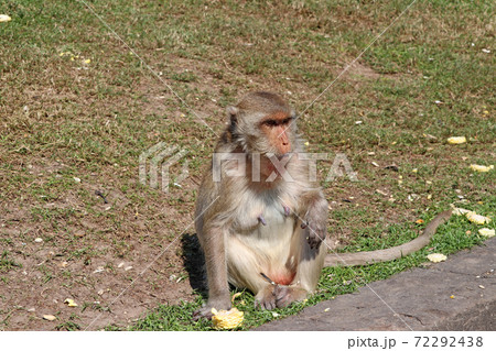 Crab-eating Macaque monkey sitting on the greensward and the corn on the floor. Crab-eating Macaque monkey sitting on the greensward and the corn on the floor. 72292438