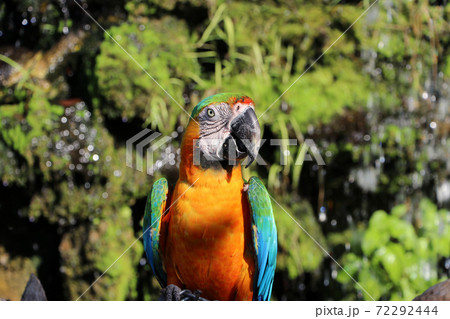 Macaw bird perched on the dry timber with nature background. Macaw bird perched on the dry timber with nature background. 72292444