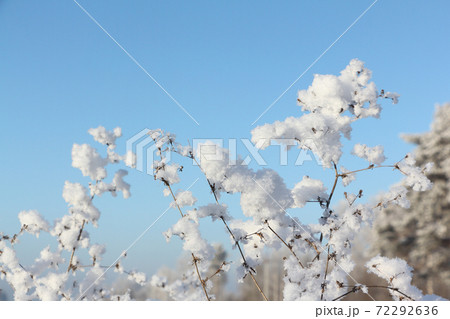 Grass in hoarfrost against the  blue sky  72292636