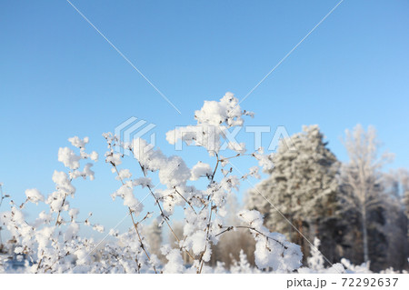 Grass in hoarfrost against the blue sky Grass in hoarfrost against the blue sky 72292637