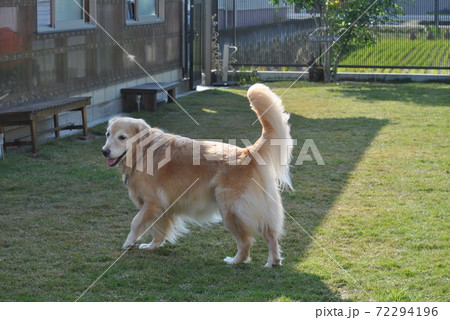 ドッグランで遊ぶゴールデンレトリーバー ドッグランで遊ぶゴールデンレトリーバー 72294196