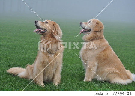雲の中芝生におすわりする犬 雲の中芝生におすわりする犬 72294201