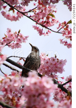 松田山ハーブガーデン 河津桜の蜜を吸うヒヨドリの写真素材