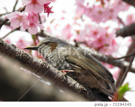 松田山ハーブガーデン 河津桜の蜜を吸うヒヨドリの写真素材