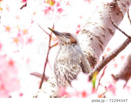松田山ハーブガーデン　河津桜の蜜を吸うヒヨドリ 72294347