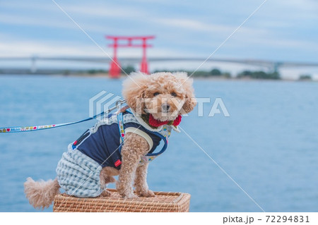 海と犬と散歩 海と犬と散歩 72294831